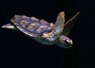 Common Threats to Loggerhead Sea Turtles 1