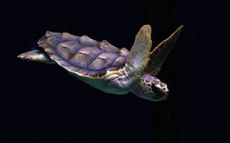 Common Threats to Loggerhead Sea Turtles 2