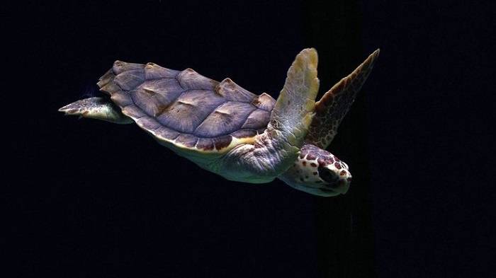 Common Threats to Loggerhead Sea Turtles 1