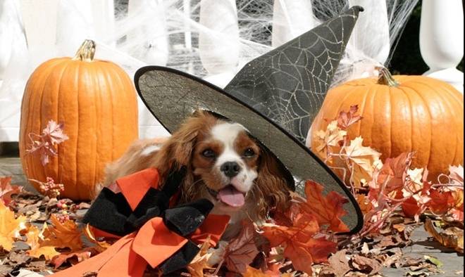 Hosting a Halloween Party for Pets 1