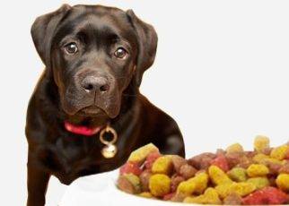 How to Choose Best Food for Pets 1