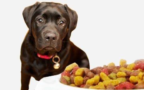 How to Choose Best Food for Pets 2