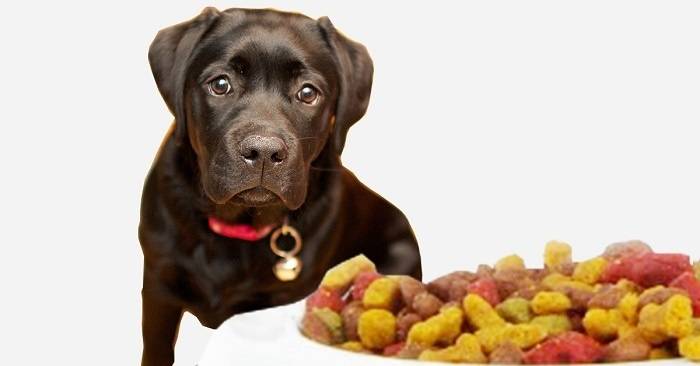 How to Choose Best Food for Pets 2