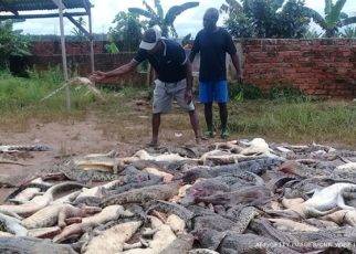 Indonesia's West Papua Locals Slaughtered Nearly 300 Crocodiles Revenging Man's Death 1