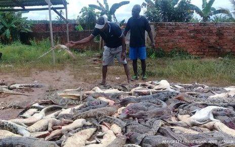 Indonesia's West Papua Locals Slaughtered Nearly 300 Crocodiles Revenging Man's Death 4