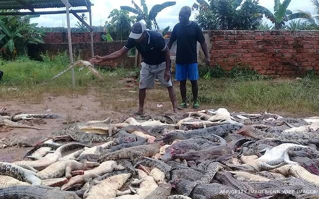 Indonesia's West Papua Locals Slaughtered Nearly 300 Crocodiles Revenging Man's Death 1