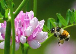 Wild Native Bees Can Pollinate Your Garden 1