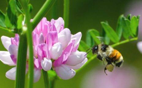 Wild Native Bees Can Pollinate Your Garden 1