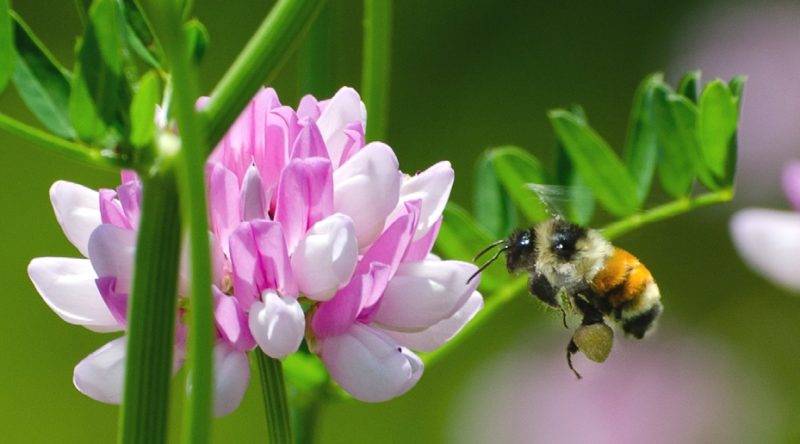 Wild Native Bees Can Pollinate Your Garden 1