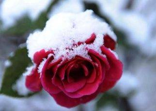 Winter Care for Roses 1