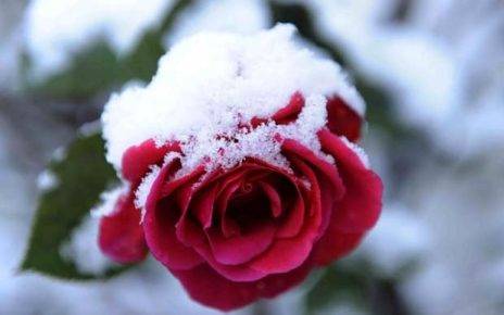 Winter Care for Roses 2