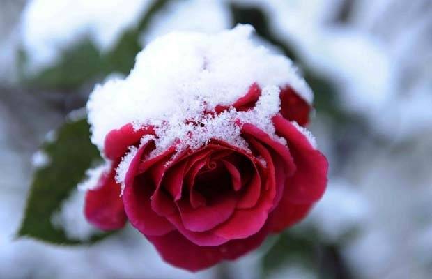 Winter Care for Roses 2