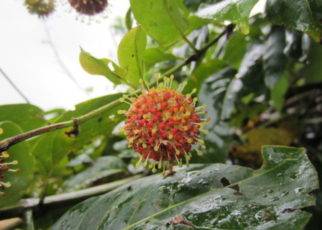 Uncaria Tomentosa