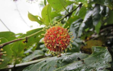 Uncaria Tomentosa