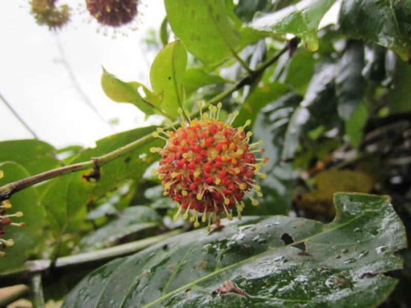 Uncaria Tomentosa