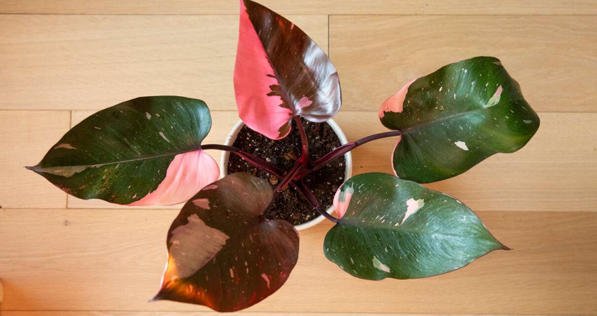 pink princess philodendron