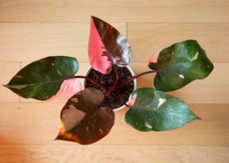 pink princess philodendron