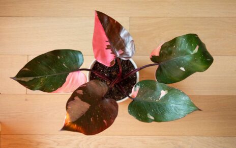 pink princess philodendron