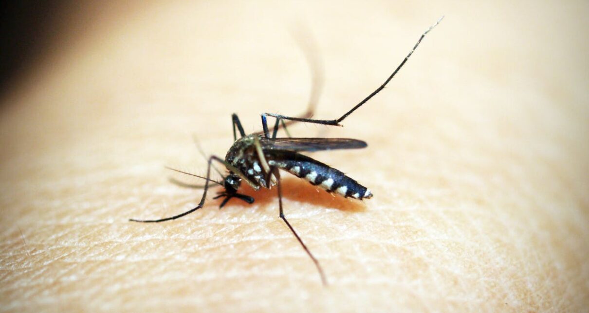 How To Reduce Mosquito Breeding