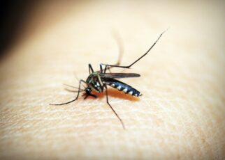 How To Reduce Mosquito Breeding