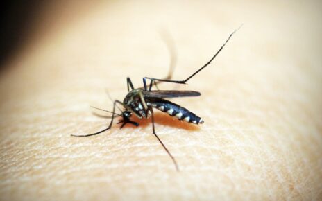 How To Reduce Mosquito Breeding