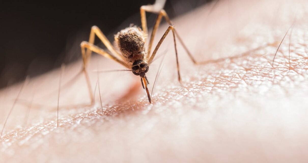 Beat Dengue This Monsoon: Practical Tips for a Healthy Season