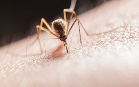 Beat Dengue This Monsoon: Practical Tips for a Healthy Season